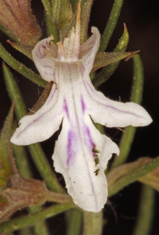 Lamiacées - Teucrium pseudochamaepitys (Germandrée à allure de Pin) - red 2.jpg