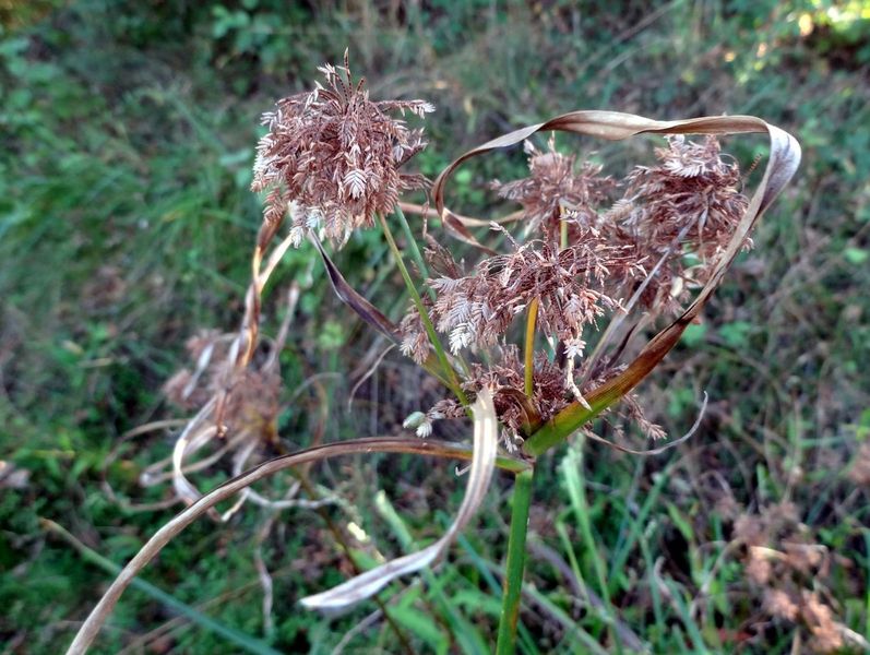 Cyperus sp. 07 07 2017 (3).JPG