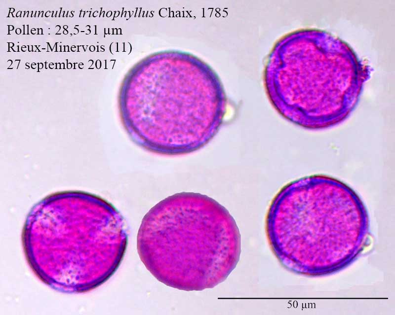 Ranunculus trichophyllus-4a-RieuxM-27 09 2017-LG.jpg