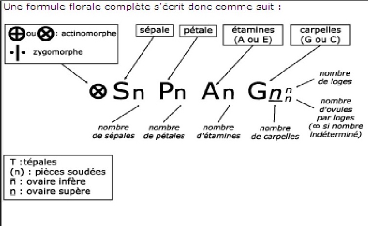 diagramme floral.jpg