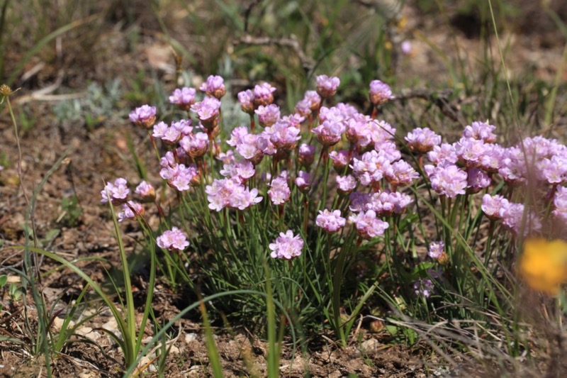 Armeria arenaria.jpg