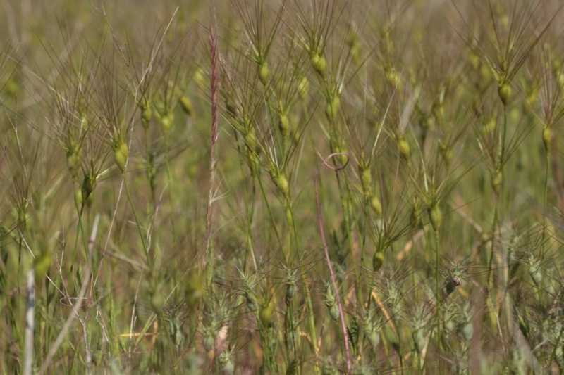 Aegilops geniculata + neglecta (1).jpg