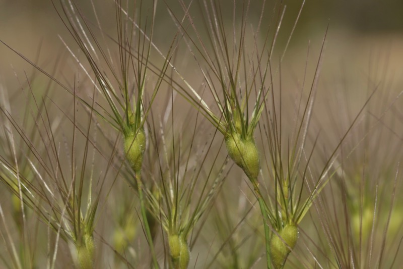 Aegilops neglecta.jpg