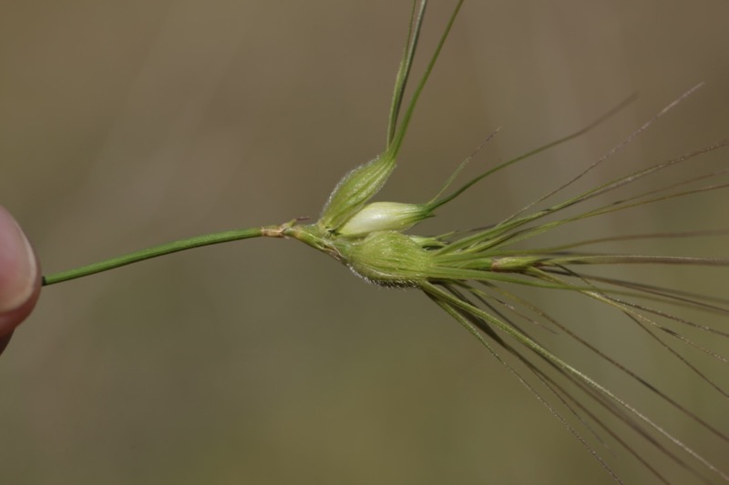 Aegilops neglecta (1).jpg