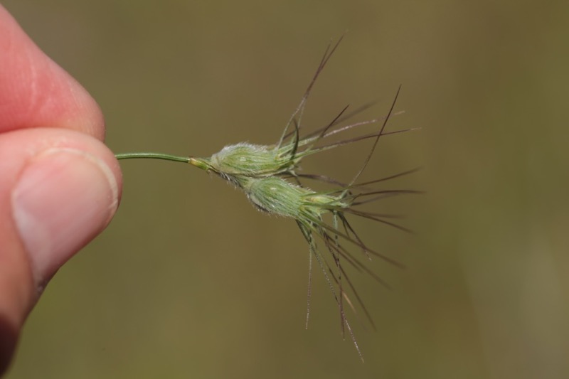 Aegilops geniculata (1).jpg