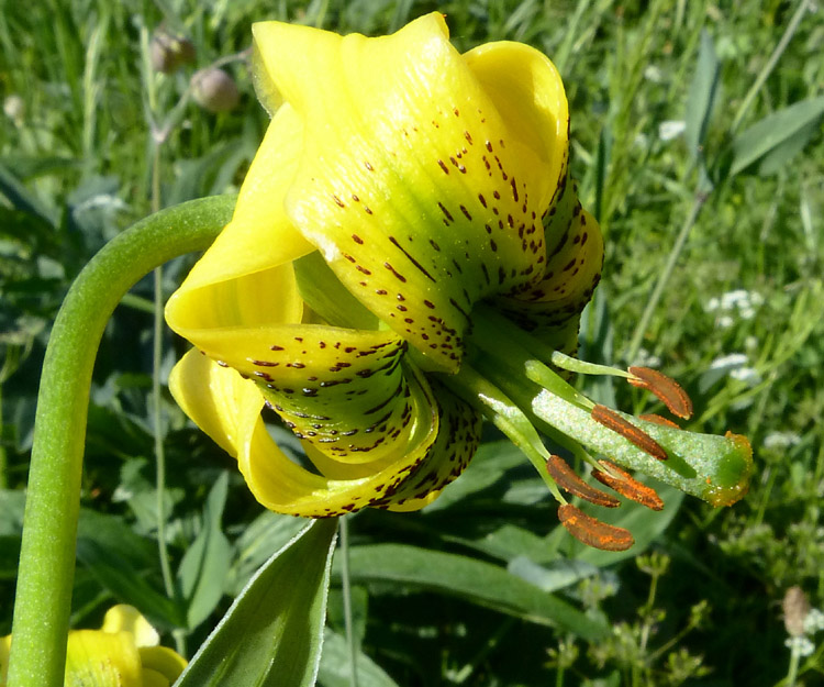 Lilium pyrenaicum-Liliac-64ColPourtaletLis Pyrénées170621jau (6).jpg