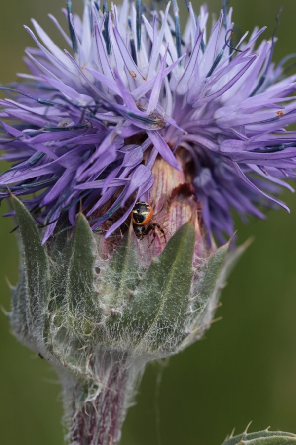 Carthamus  caeruleus (1).jpg