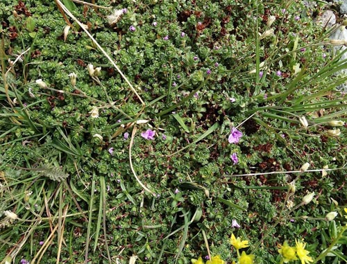 Saxifraga oppositifolia.JPG