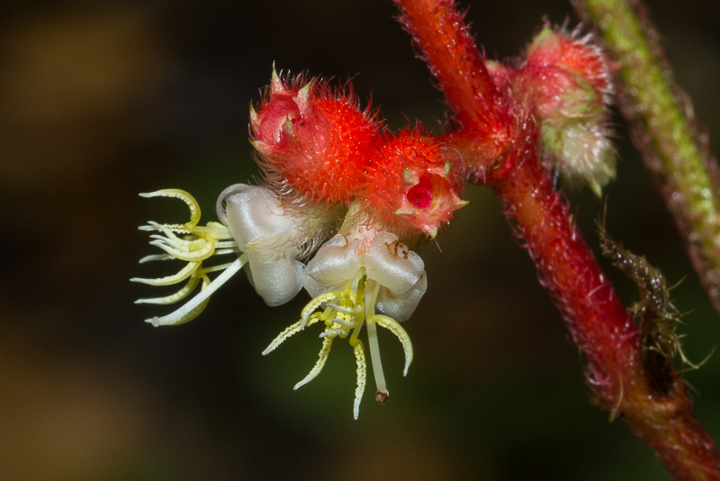 Miconia lappacea.JPG