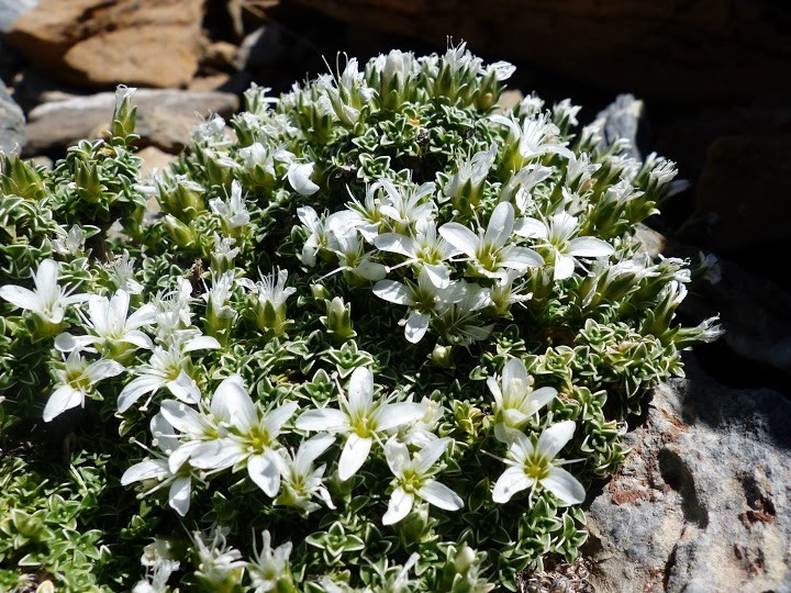 Arenaria tetraquetra.JPG