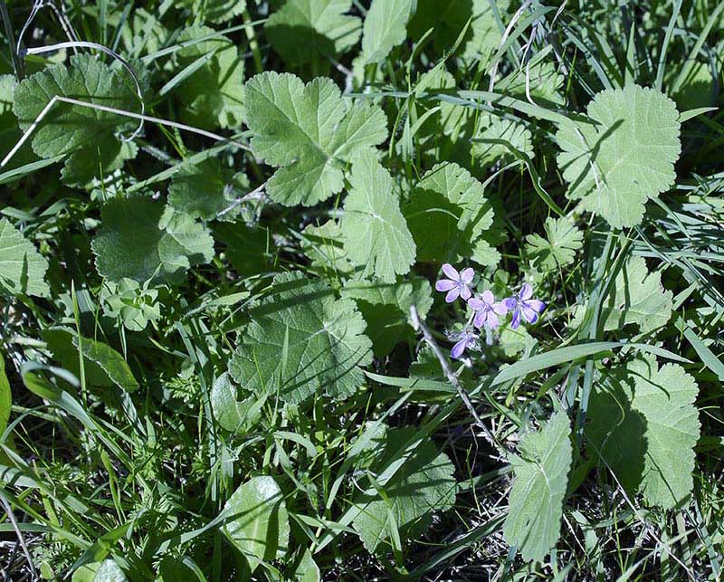 Erodium malacoides-1a-Azille-29 01 2018-ALG.jpg