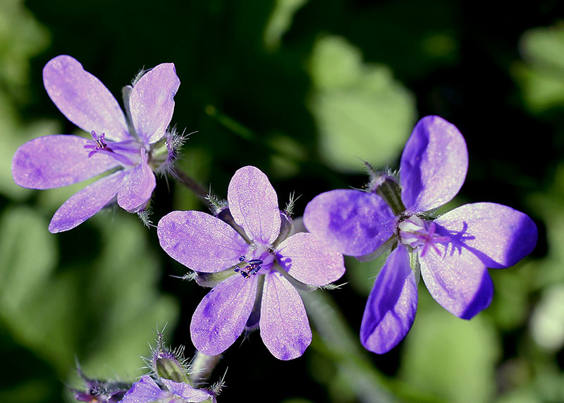 Erodium malacoides-3a-Azille-29 01 2018-LG.jpg