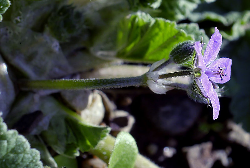 Erodium malacoides-3b-Azille-29 01 2018-LG.jpg