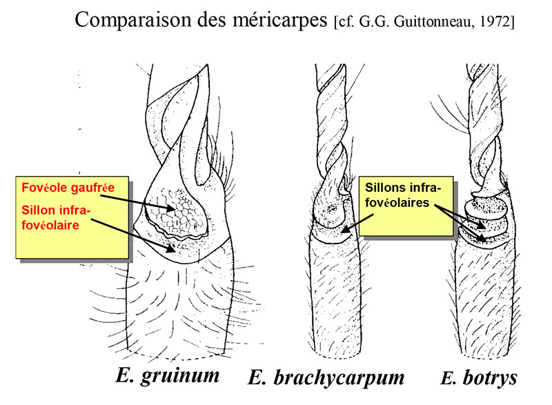 Erodium-Sillon infrafovéolaire-LG.jpg