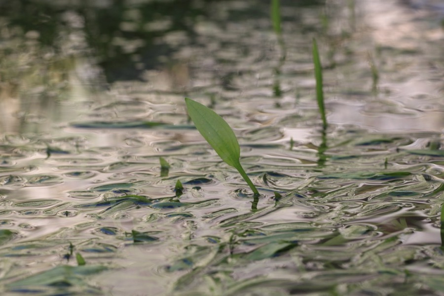 Alisma lanceolatum.jpg