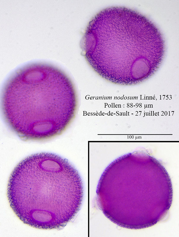 Geranium nodosum-PYR013-4a-Bessède-27 07 2017-ALG.jpg