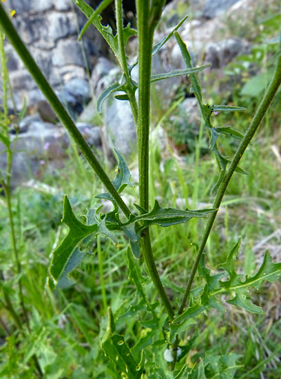 Brassicaceae-64LarunsFabrège170614jau.jpg