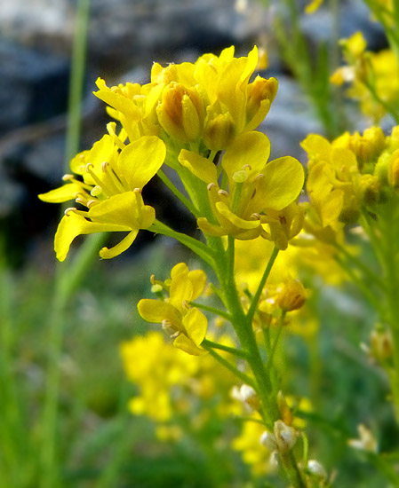 Brassicaceae-64LarunsFabrège170614jau (3).jpg