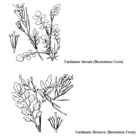 Cardamine hirsuta_C.flexuosa.jpg