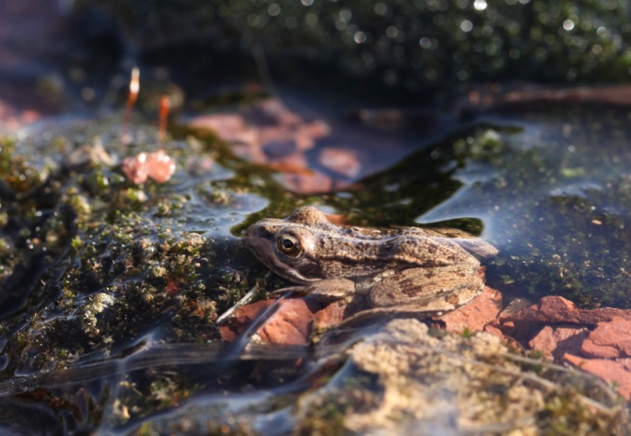 grenouille de Pérez .jpg