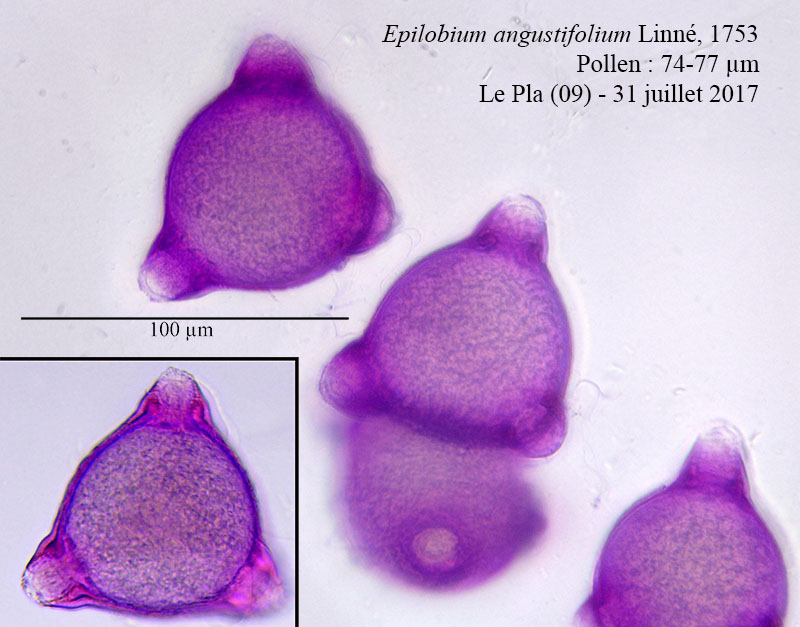 Epilobium angustifolium-PYR059-4b-LePla-31 07 2017-LG.jpg