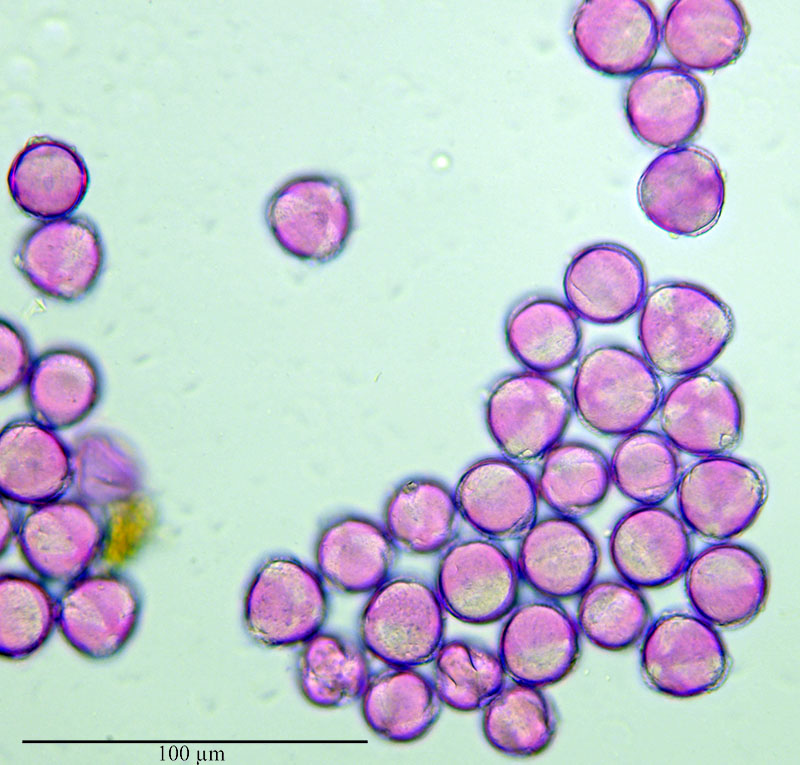 Aconitum lycoctonum-PYR064-4a-LePla-1 08 2017-LG.jpg