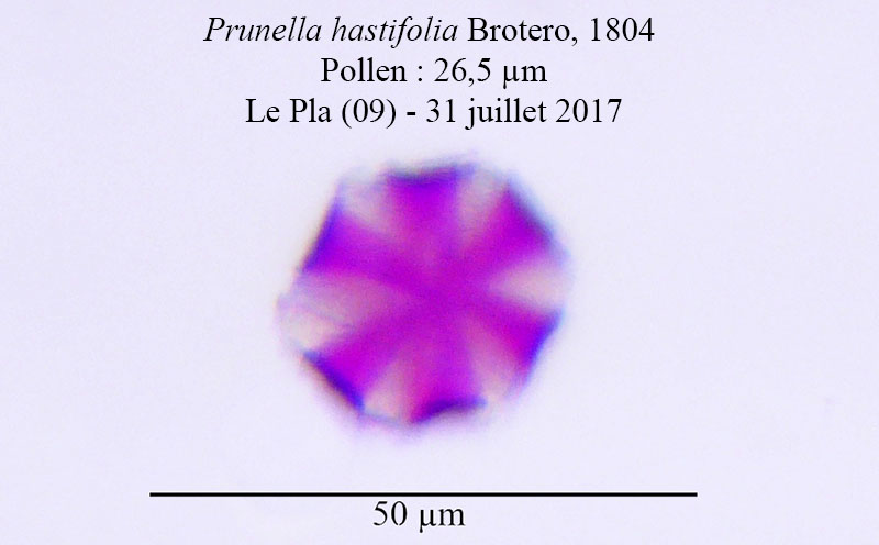 Prunella hastifolia-PYR063-4a-LePla-31 07 2017-LG.jpg