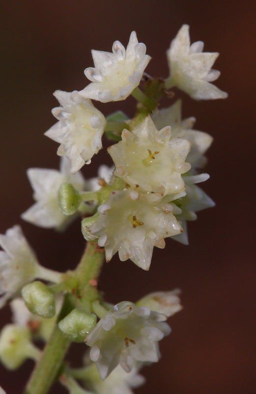 Gouania blanchetiana.JPG