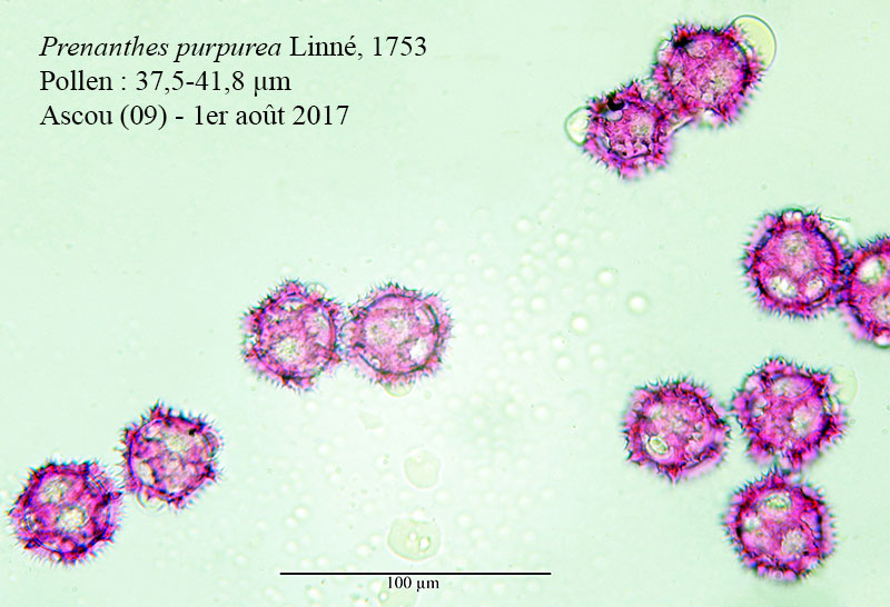 Prenanthes purpurea-PYR074-4a-Ascou-1 08 20187-LG.jpg