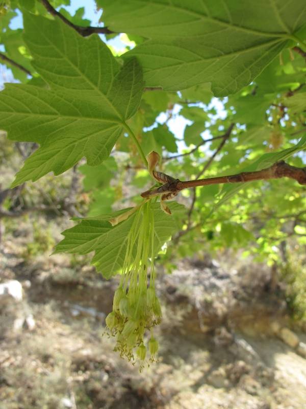 acer_sp.jpg