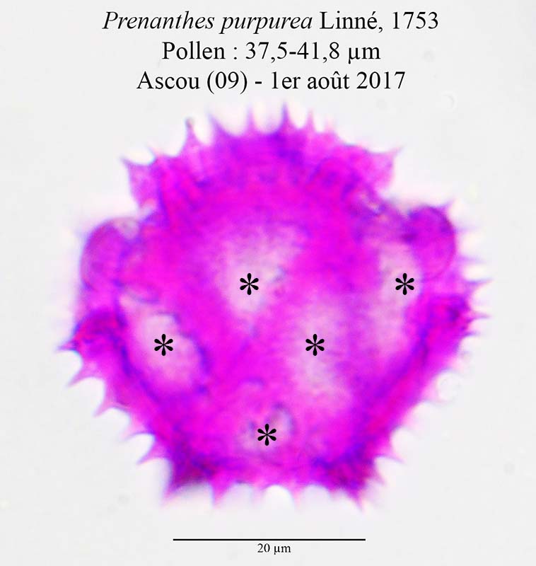 Prenanthes purpurea-PYR074-4c-Ascou-1 08 20187-ALG.jpg