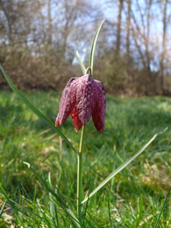 fritilliara2.jpg