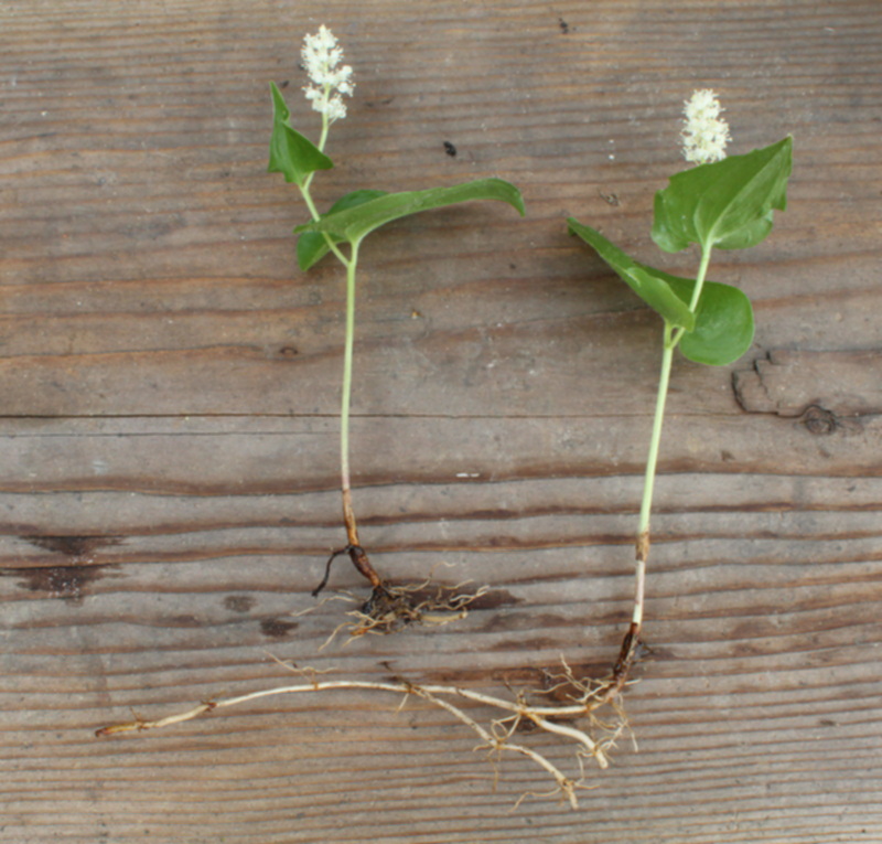 Maianthemum bifolium entière 01.jpg