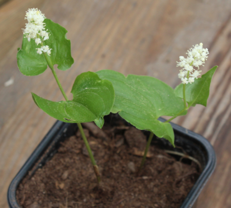 Maianthemum bifolium entière 02.jpg