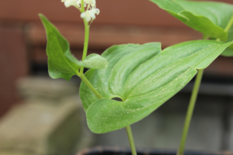 Maianthemum bifolium Feuille 01.jpg