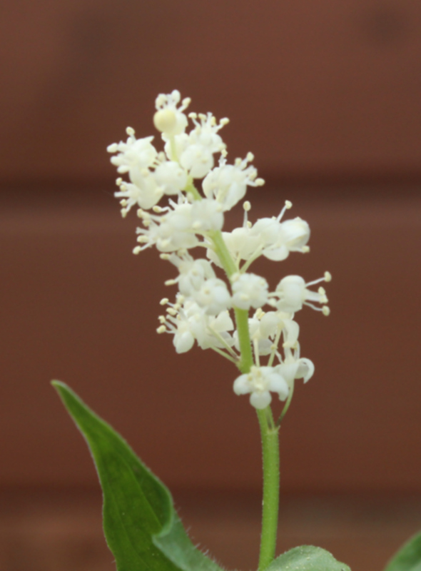 Maianthemum bifolium fleurs 01.jpg