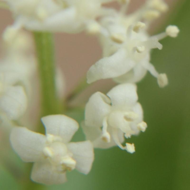 Maianthemum bifolium zoom 01.jpg