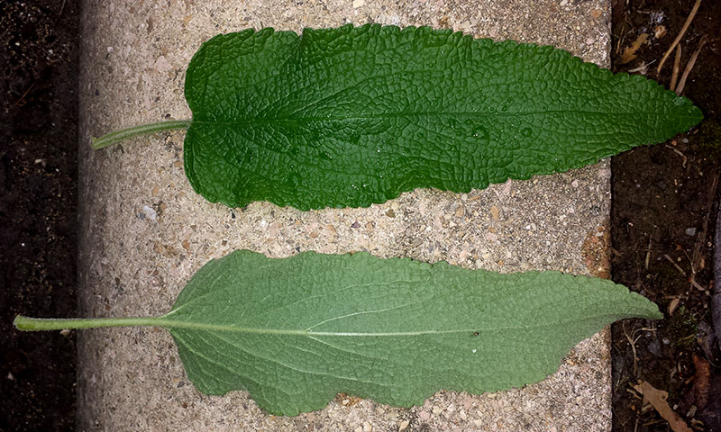 Phlomis fruticosa-2b-MontpellelierChauliac-30 04 2018-LG.jpg