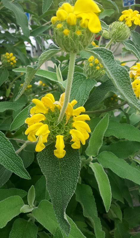 Phlomis fruticosa-3c-MontpellelierChauliac-30 04 2018-ALG.jpg