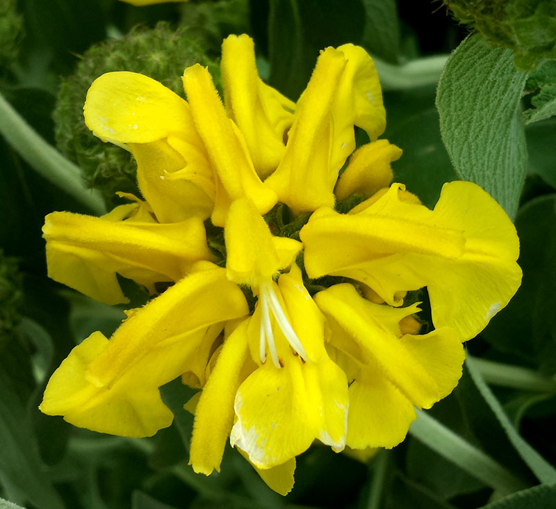 Phlomis fruticosa-3a-MontpellelierChauliac-30 04 2018-LG.jpg