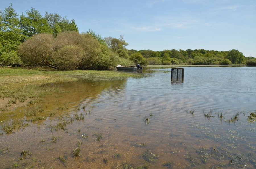 lac de Grand-Lieu 1.JPG