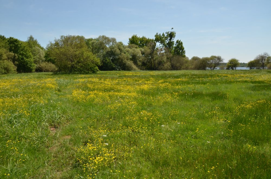 lac de Grand-Lieu 2.JPG