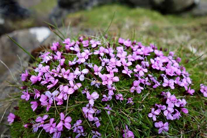 silène des glaciers (Silene acaulis)RED.jpg