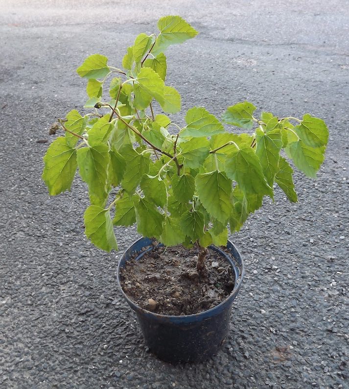 arbuste dans vigne.jpg