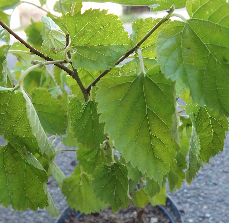 arbuste dans vigne 2.jpg