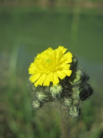 Fleur de la famille des Astéracées.JPG