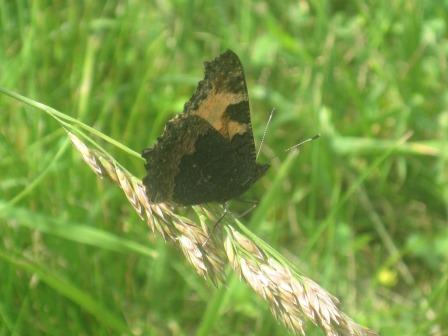 Insecte2ca-Papillon.JPG