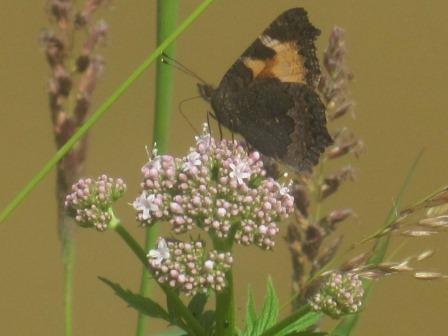 Insecte2cb-Papillon.JPG