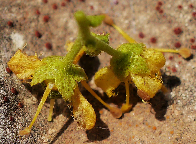 Ruta chalepensis-3e-Leucate-9 06 2018-LG.jpg