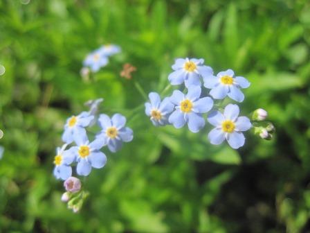 Fleur46b-Myosotis.JPG